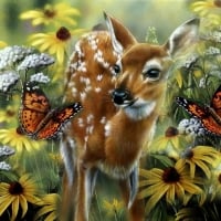 Spring Fawn