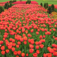 carpet of tulips