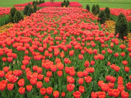 carpet of tulips - carpet, tulips, park, may, spring, nature, beautiful, flowers, garden