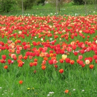 tulips