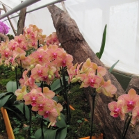 orchids