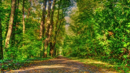 walk in the woods hdr - autumn, trail, forest, leaves, hdr