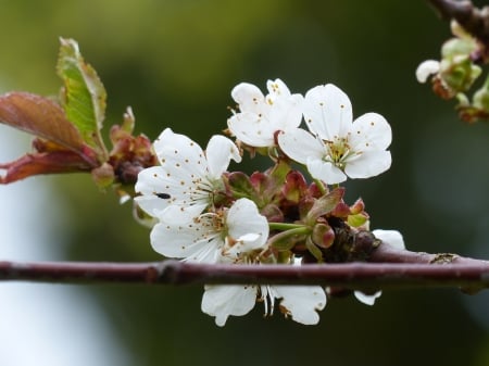 Sherry in bloom - white, sherrybloom, branch, spring