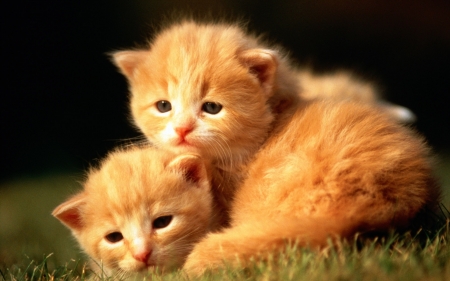 cute ginger kittens