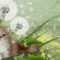 Fluffy Cat and Dandelions