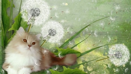 Fluffy Cat and Dandelions - flowers, dandelions, green, weeds, grass, cat, kitty