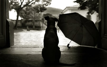 Loyal Friend - dog, friend, emotional, photograph, black, white, umbrella, animal, rain, weather