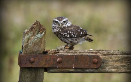 On the fence - 1920x1200, owl, background, cool