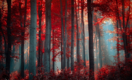 Red Forest - nature, forest, trees, red