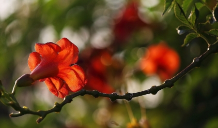 Flower - beautiful, orange, flower, nature