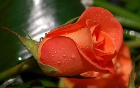 Rose - orange, amazing, rose, flower