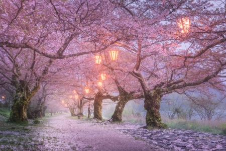 Sakura Dreams - trees, park, bench, path, lovely, spring, cherry blossom, japan, lantern, evening, trail, pink, beautiful, lights