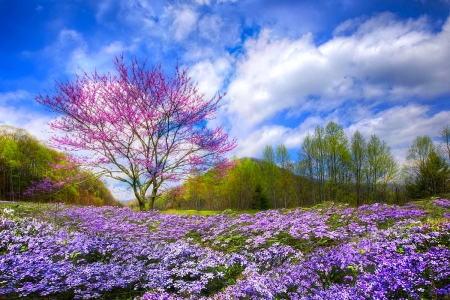 Mountain Spring - meadows, pink, beautiful, flowers, spring, blossom, hills, clouds, lovely, trees, green