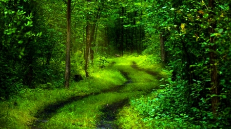 Country road - trees, road, grass, forest, leaves, path, nature, green, foliage