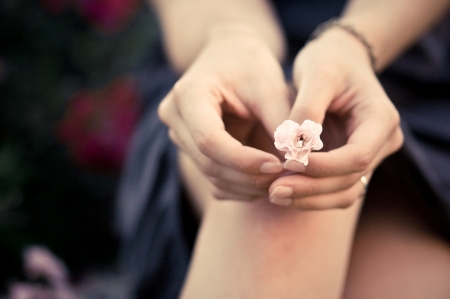 Scent of a Rose - hands, rose, photography, soft