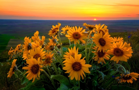 Wildflowers at sunset - sky, mountain, summer, field, sunset, diery, beautiful, orange, wildflowers