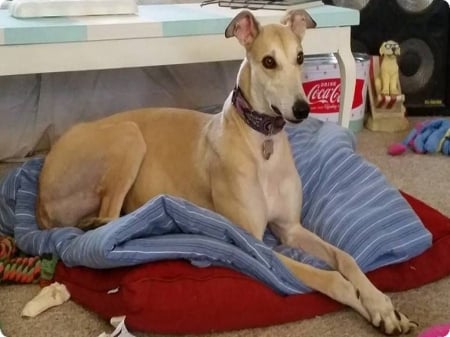 Meet Blazer - pets, animals, dogs, greyhound