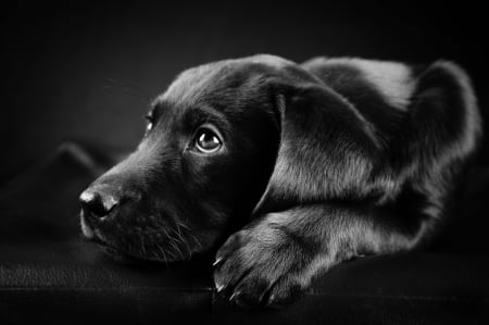 Waiting - white, animal, black, labrador, puppy, dog