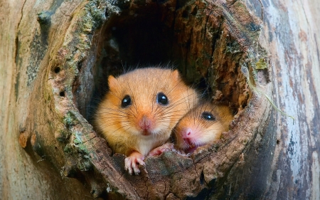 Mice - wood, pars, animal, mouse, mice, cute