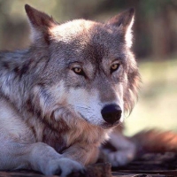 GRAY WOLF