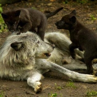 MOTHER AND CUBS