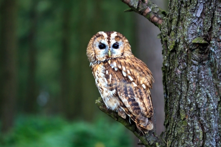 Night Hunter - owl, resting, forest, raptor, tree