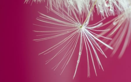 Nature's finesse - white, macro, pink, dandelion