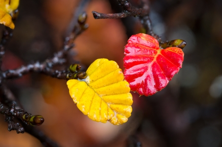 Nature's beauty - red, leaf, yellow, nature, branch