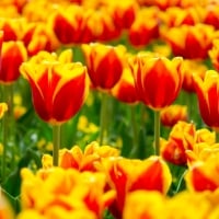 Lovely Tulips