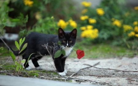 :) - background, cat, rose, red