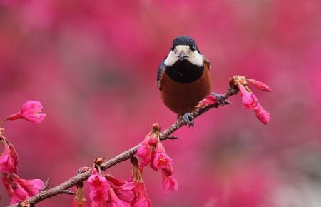 Spring Bird - animal, bird, branch, spring