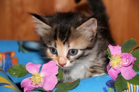 Cute Kitten - cat, animal, flowers, cute, kitten