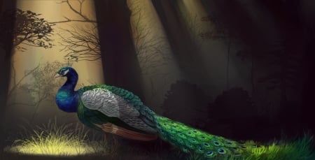 Peacock - bird, peacock, painting, woods