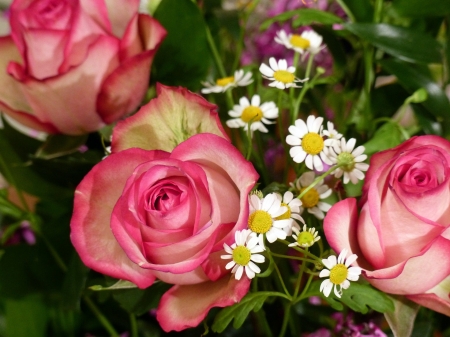 Pink Rosacea - nature, roses, petals, pink, flowers