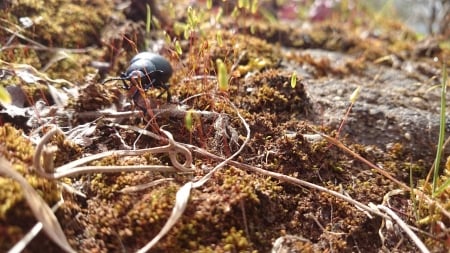 Bug - beetle, bug, nature, autumn