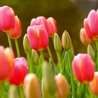 TULIPS