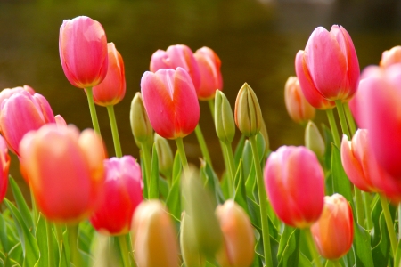 TULIPS - flowers, spring, nature, tulips