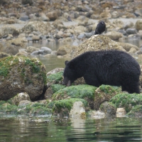 Black Bear and Crow.