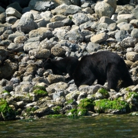 Black Bear and Cub