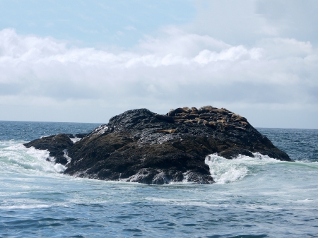 Stellar Seals - seals, rock, torfino, sea