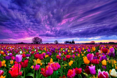 SPRING FIELD - field, spring, tulips, nature