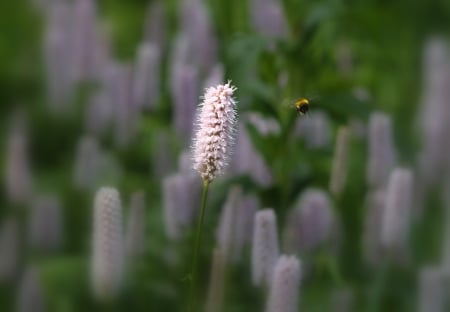 Bee and flower - netherlands, bee, background, wallpaper, dutch nature, flower