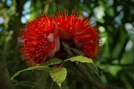 beautiful jungle blossom - red, flower, blossom, nature, jungle