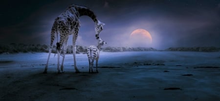 FRIENDS FOREVER! - moon, night, zebra, giraffes