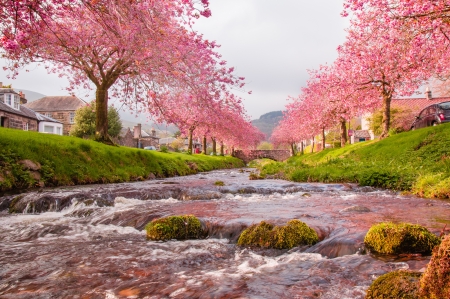 Pink Trees - nature, tree, amazing, pink