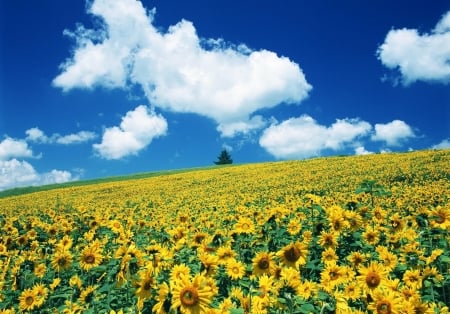 Sunflowers field - flowers, field, sunflowers, nature