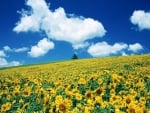 Sunflowers field