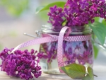 Beautiful Lilacs