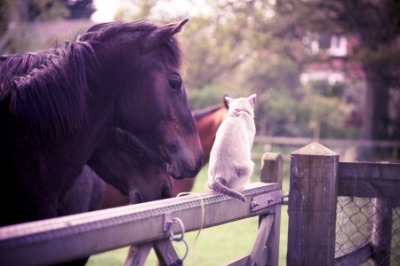 country friends - horses, cat, animals, friends, country