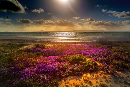 Beach Flowers - beach, magenta, sun, lovely, reflection, beautiful, clouds, flowers, sea, sand